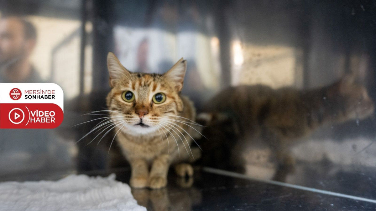 BÜYÜKŞEHİR’DEN YENİ BİR HİZMET DAHA: ‘KEDİ KISIRLAŞTIRMA MERKEZİ’ 